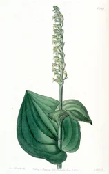 Gennaria diphylla (als syn. Herminium cordatum)